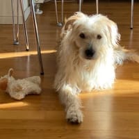 Oggy - Toller, verschmuster Rüde auf PS, Hund zur Adoption