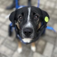 Elian  toller Rüde sucht sein Glück, Hund zur Adoption