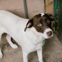 Elina  vom Tierheim auf die Couch, Hündin zur Adoption