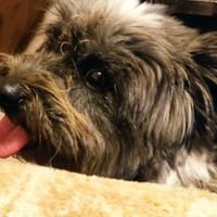 Fröhliche Hündin Lexa sucht ihre Familie, Hündin zur Adoption