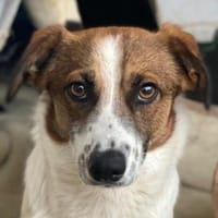 Lio, geb. ca. 06/2024, 24103 Kiel, Hund zur Adoption