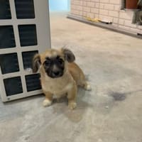 Mileika, Hündin zur Adoption