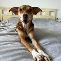 zauberhafte Lara wartet in BY, Hündin zur Adoption