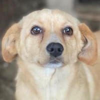 Yumi, geb. ca. 05/2025, 52066 Aachen, Hündin zur Adoption