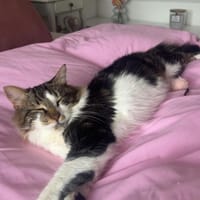 Langhaarmix Zazou aus dem Tierschutz, Kater zur Adoption