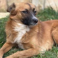 Happy Dog Willi, Hund zur Adoption