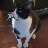 verspielter Goofy bei München (ALM), Kater zur Adoption