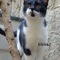 Eloise in Hattersheim(ALO), Katze zur Adoption