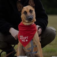 Unsere Lucy sucht ihr eigenes Zuhause, Hündin zur Adoption