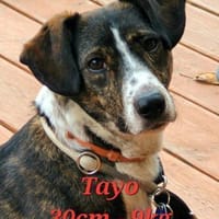 Süßer Tayo - Wartet in 48691 Vreden, Hund zur Adoption