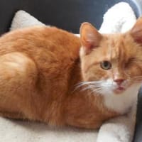 Charly sucht liebe Menschen, Kater zur Adoption