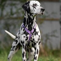 Selbstbewusste Gloria sucht dich!, Hündin zur Adoption