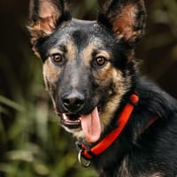 Fröhliche Ajka sucht ihre Familie, Hündin zur Adoption