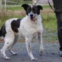 Mirona - sehr kinderlieb u. verspielt, Hündin zur Adoption