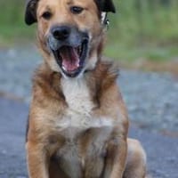 Sanjay - sehr verspielt u. kinderlieb, Hund zur Adoption