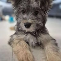 Roxy liebevoller Familienhund sucht dich, Hündin zur Adoption