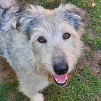 Toshi  zarte Powermaus  Tierschutz, Hündin zur Adoption