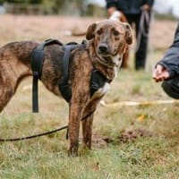 Sabina - kleine Hündin sucht Körbchen, Hündin zur Adoption