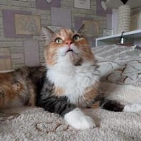 Eine Prinzessin sucht zu Hause, Katze zur Adoption