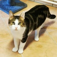 Selimi gern als Einzelkatze, Katze zur Adoption