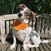 Fialka ❤❤, Hündin zur Adoption