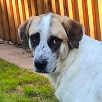 Barry  Traumhund  Tierschutz, Hund zur Adoption