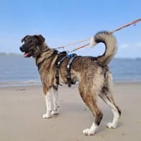 Bria möchte endlich ankommen, Hündin zur Adoption