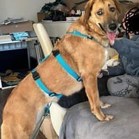 Rose - eine stille Schönheit, Hündin zur Adoption