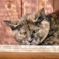 Sunny, Katze zur Adoption