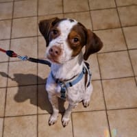 Diogo auf Pflegestelle, Hund zur Adoption