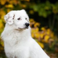 Buddy sucht ein hundeerfahrenes Zuhause, Hund zur Adoption