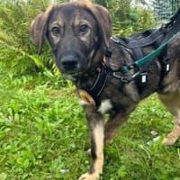 Pepe ist ein echtes Stehaufmännchen, Hund zur Adoption