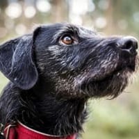 Charly, braucht souveräne Führung, Hund zur Adoption