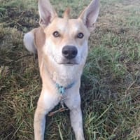 Scooby sucht sein für immer Zuhause, Hund zur Adoption