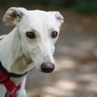 Blanca sucht ihr Zuhause, Hündin zur Adoption