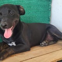 Pippa - fröhliche, junge, kleine Dame, Hündin zur Adoption