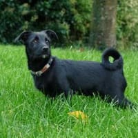 Oskar sucht sein Zuhause, Hund zur Adoption
