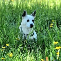 Aiko auf Pflegestelle, Hund zur Adoption