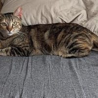 Rana - DIE Teamplayerin in der Katzen-WG, Katze zur Adoption