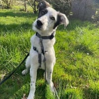 Lotti sucht ihr Zuhause, Hündin zur Adoption