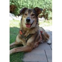 Devis  wartet in 96369 Weißenbrunn, Hund zur Adoption