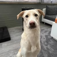 🦴✨Großer Luke sucht ein Zuhause✨🦴, Hund zur Adoption