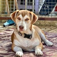 Süßer Pauli sucht seine Familie, Hund zur Adoption