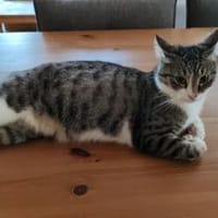Tiberius sucht dringend ein Zuhause, Kater zur Adoption