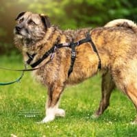 Toby - eine treue Seele, Hund zur Adoption