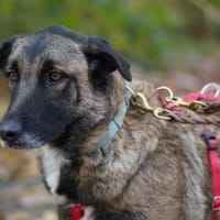 Kusama sucht ihr Zuhause, Hündin zur Adoption