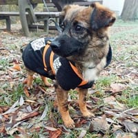 Louie  der fröhliche Sonnenschein, Hund zur Adoption