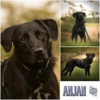 ANJAN * Labbi-Mix liebt Wasser & Wandern, Hund zur Adoption