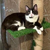 ✨Traumkater Merlin & Valentin✨, Kater zur Adoption