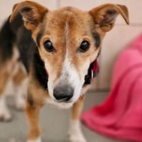 Flitzi hofft auf ein Weihnachtswunder, Hund zur Adoption